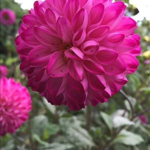 Meet your Posher, Diane